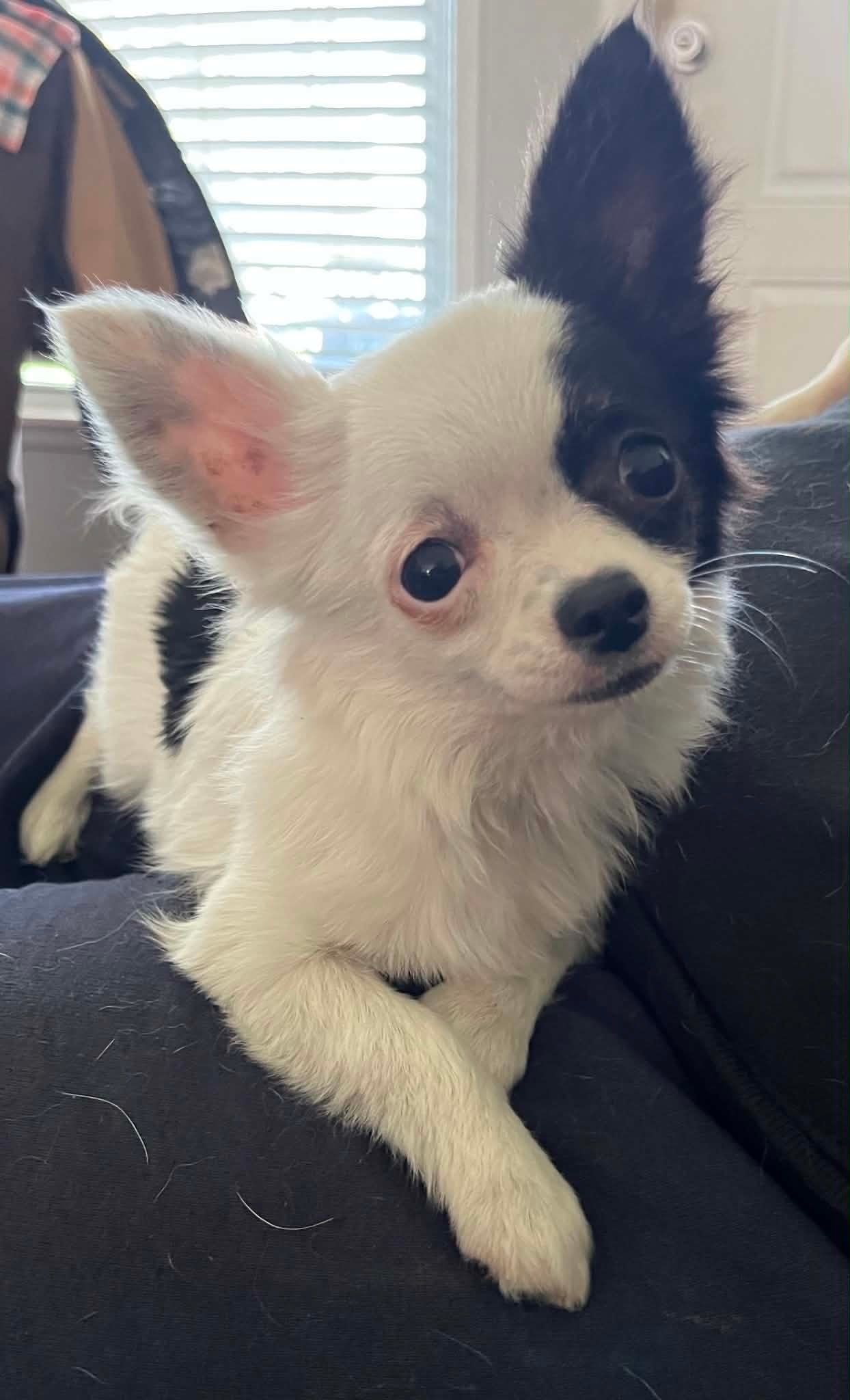 Long coat Chihuahua puppy at home