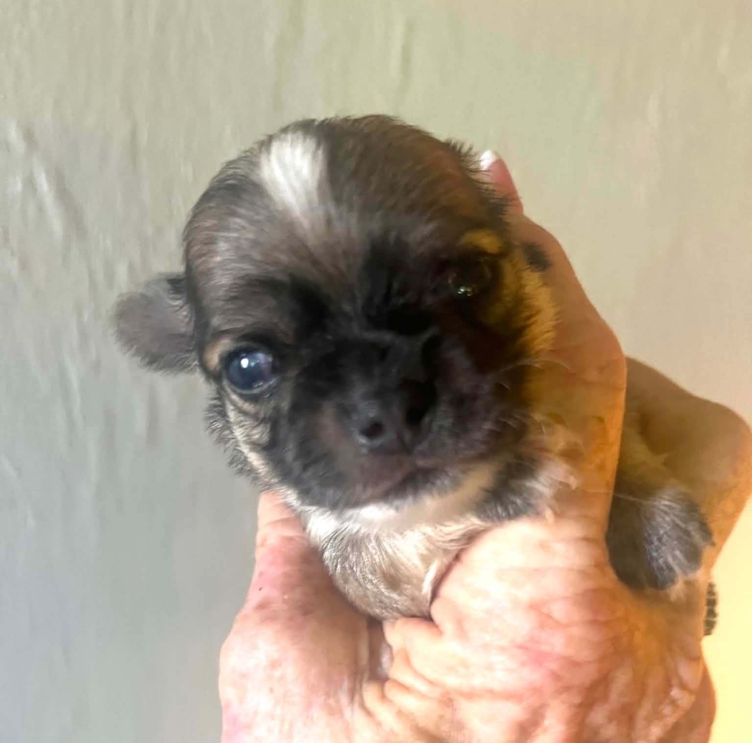 Rosie the Chihuahua puppy