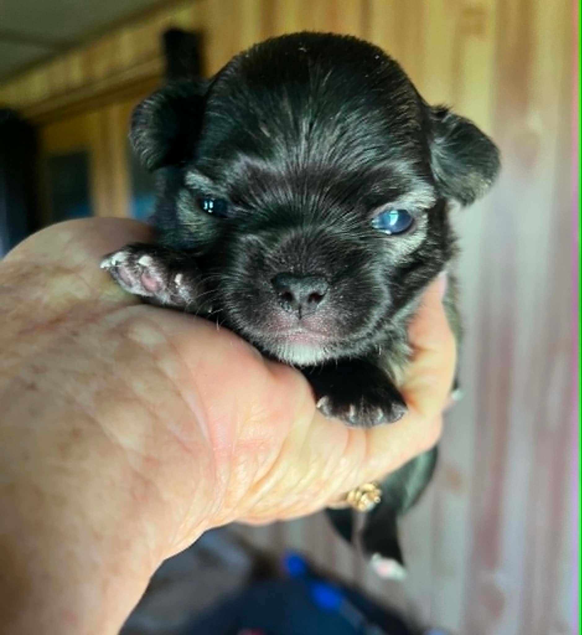 Chip the Chihuahua puppy