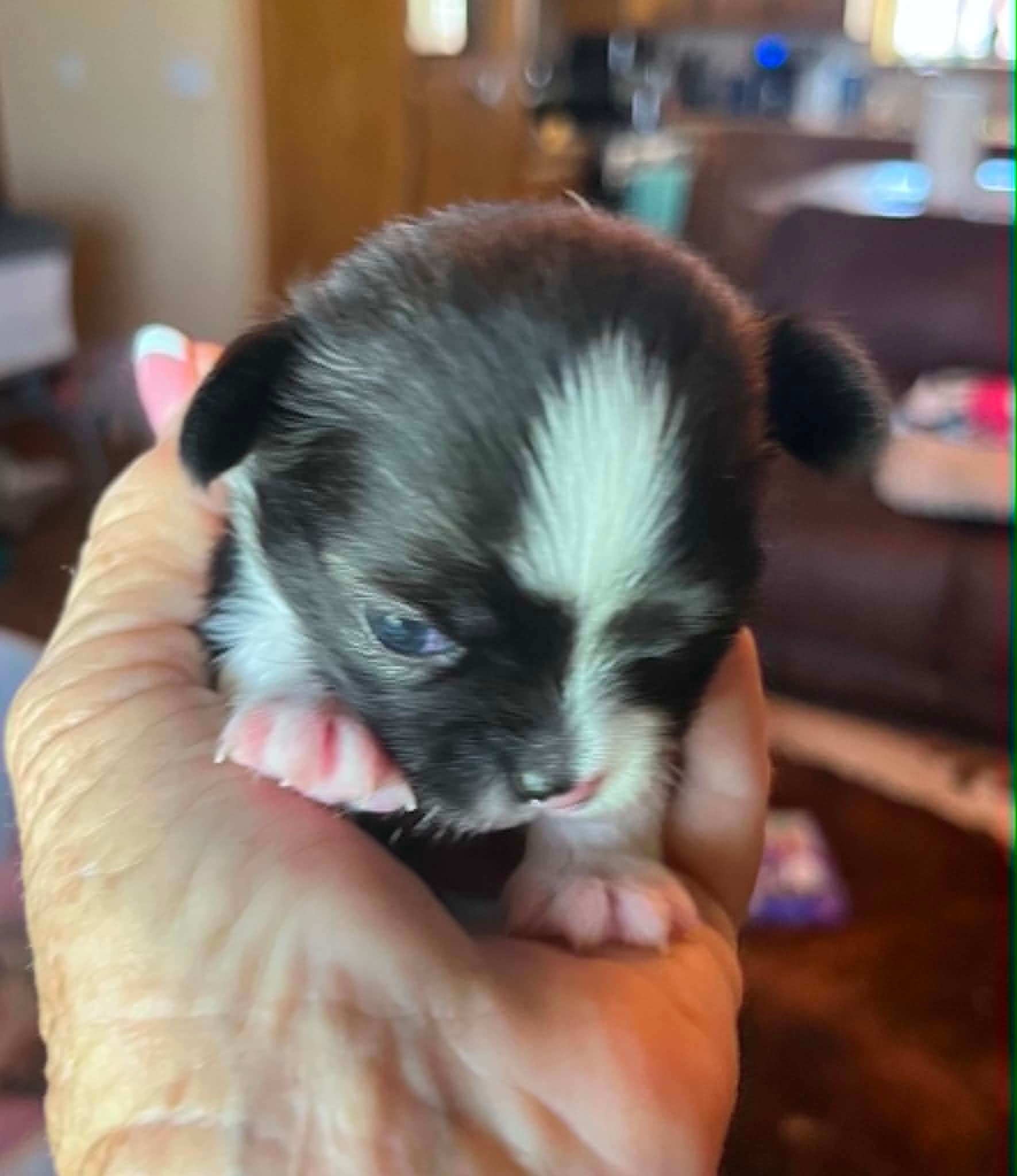 Puppy the Chihuahua puppy