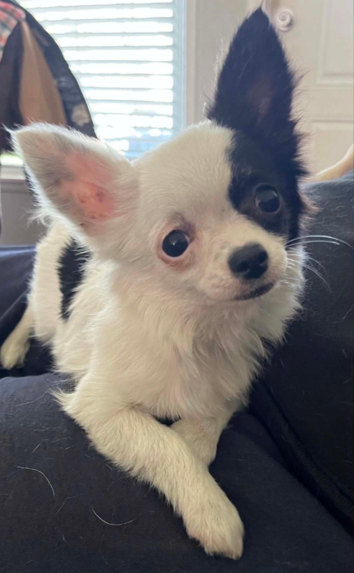 Remi — Black & White Chihuahua