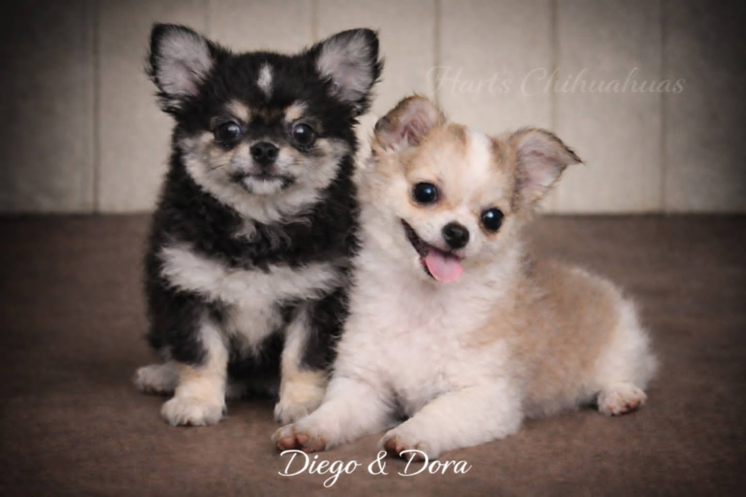 Chihuahua puppy placed by Oklahoma breeders Hart & Callie