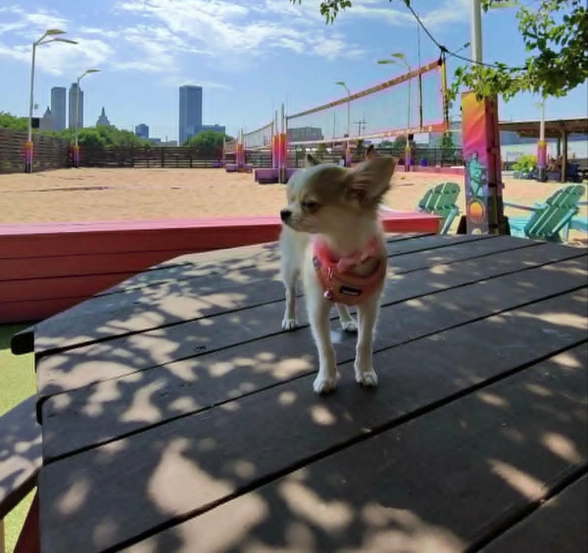 Chihuahua puppy raised in Tulsa by Hart's & Callie's