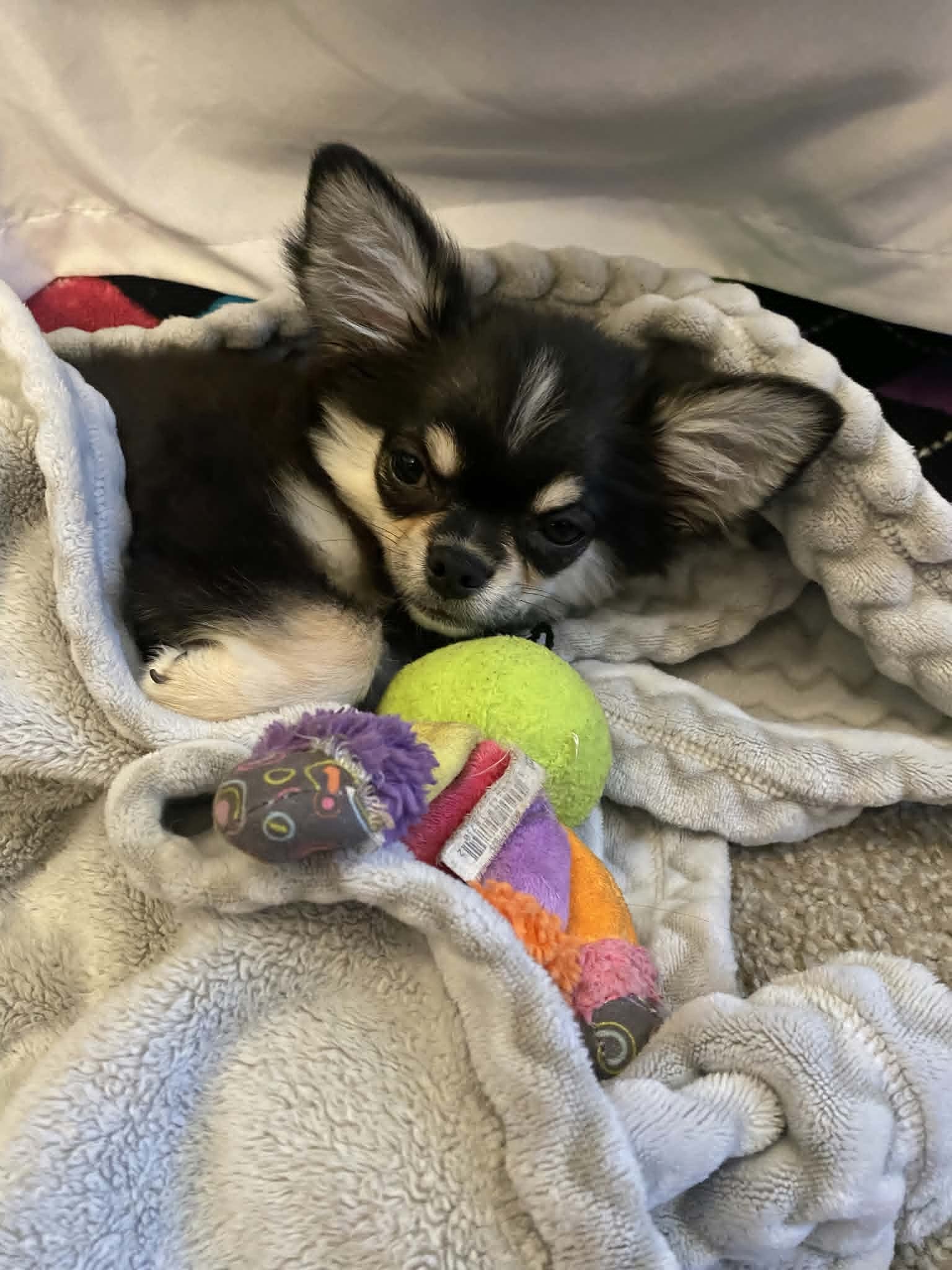 Long coat Chihuahua pup from Tecumseh Oklahoma