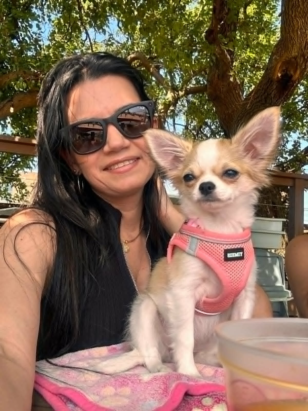 Chihuahua puppy in loving forever home