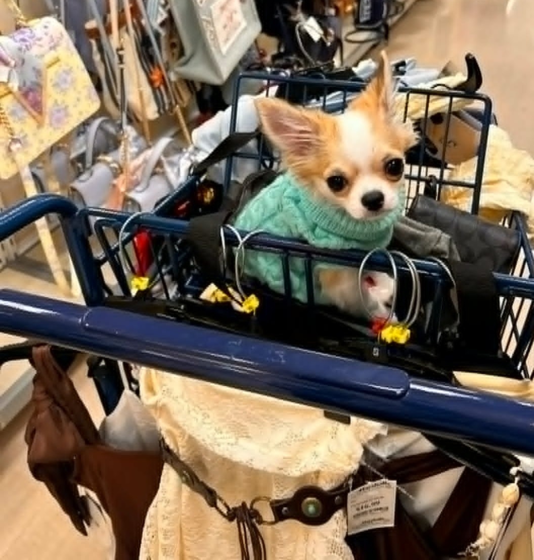 Long coat Chihuahua from Hart's & Callie's breeding program