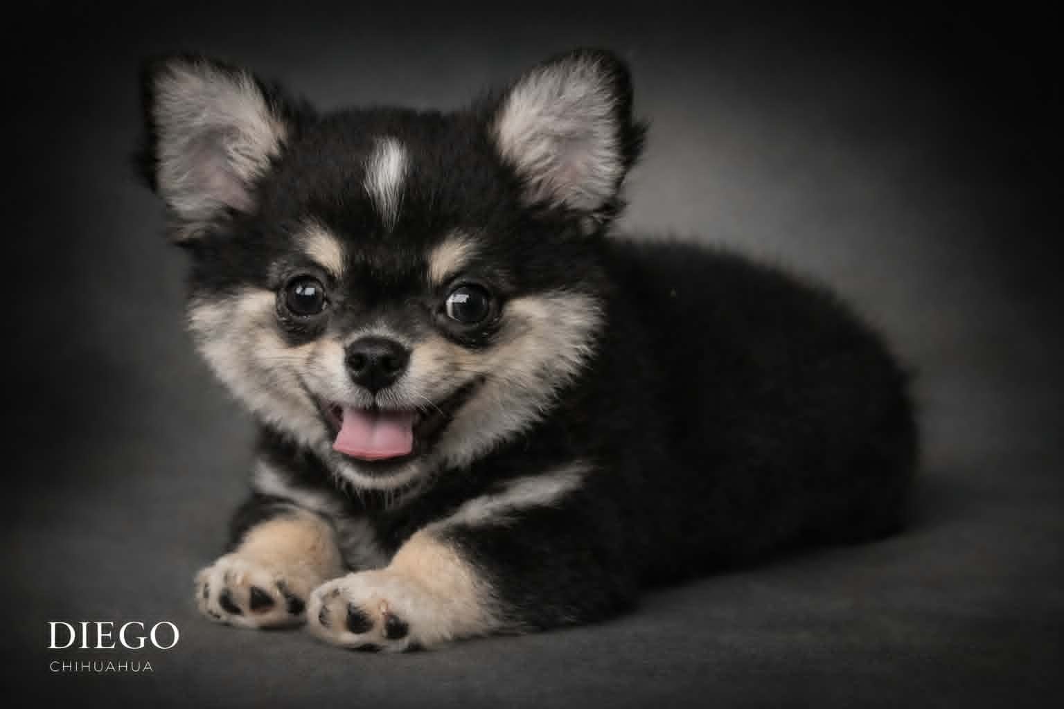 Chihuahua puppy raised with love in Oklahoma