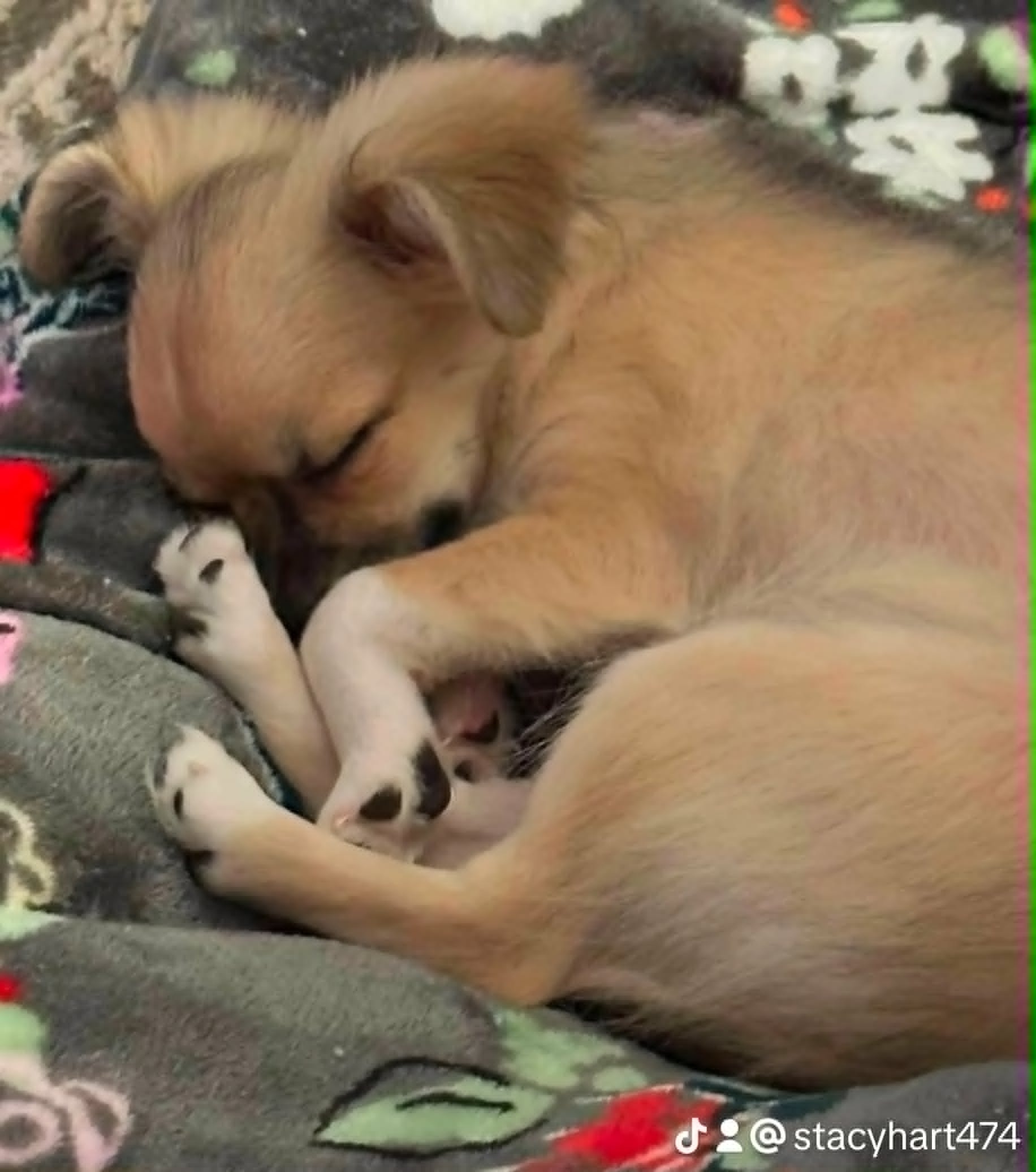 Adorable Chihuahua puppy placed by Hart & Callie