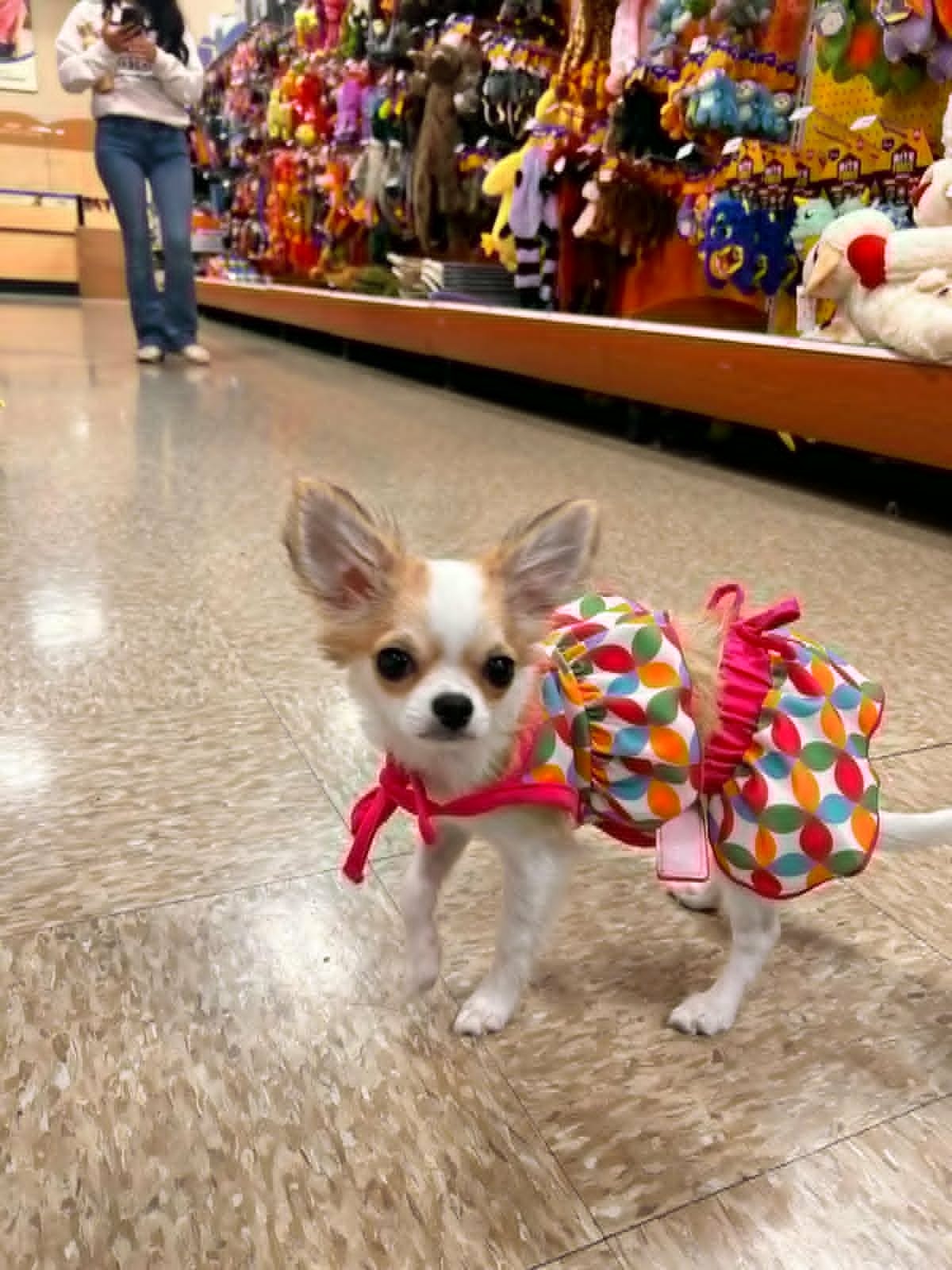 Long coat Chihuahua puppy from Tulsa Oklahoma breeders