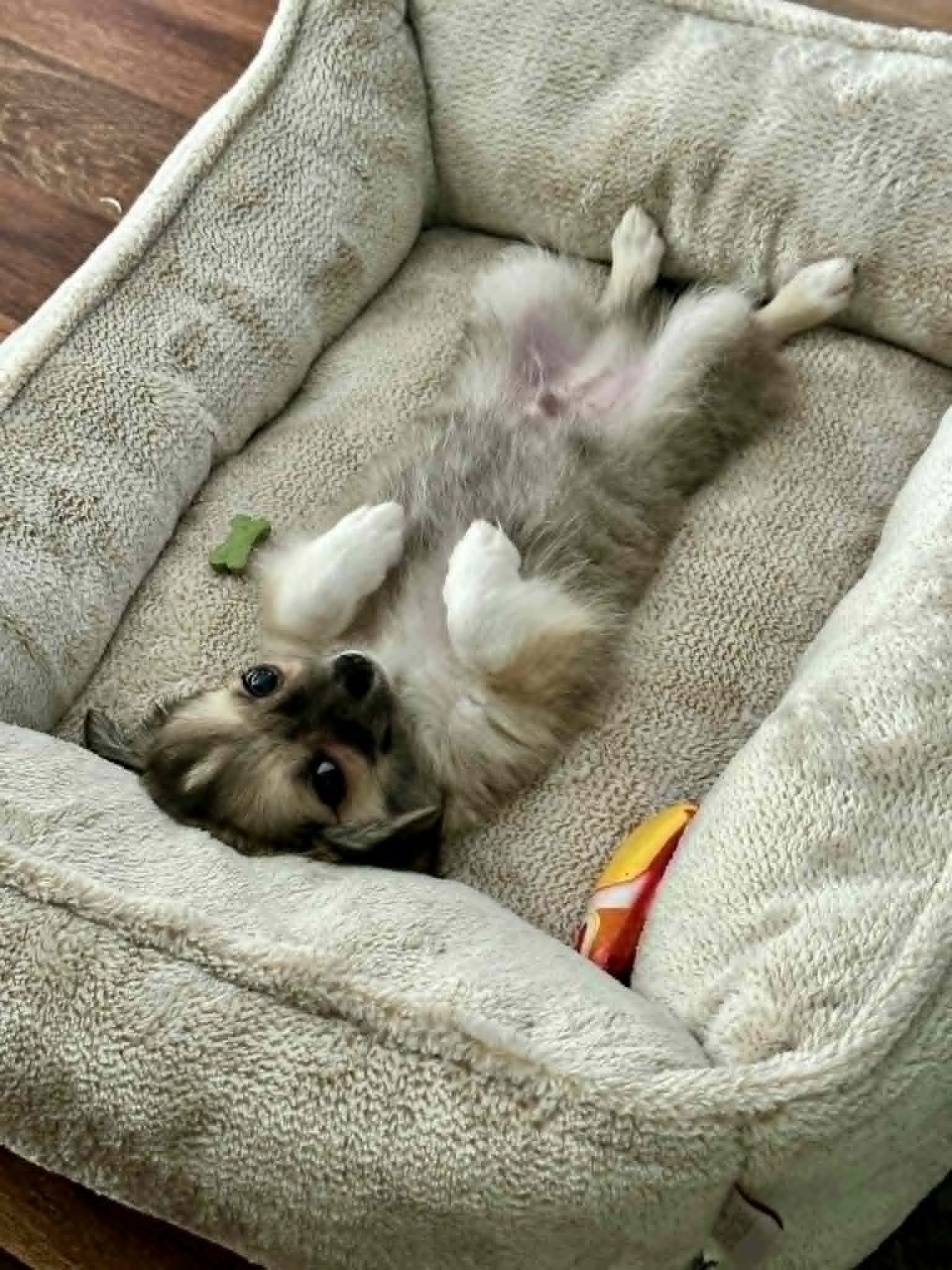 Chihuahua pup in their forever home — Oklahoma breeders