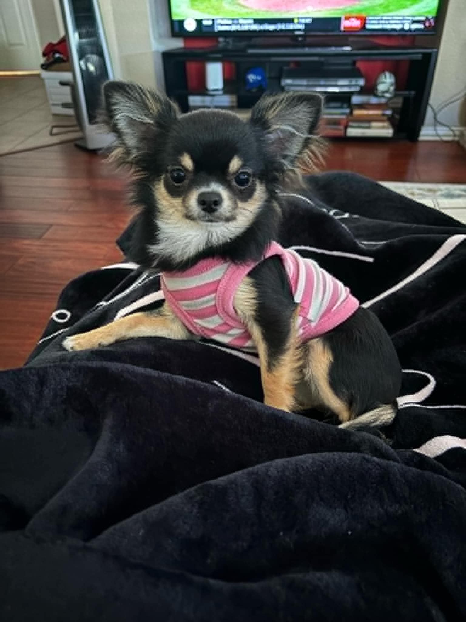 Long coat Chihuahua raised by Hart's & Callie's