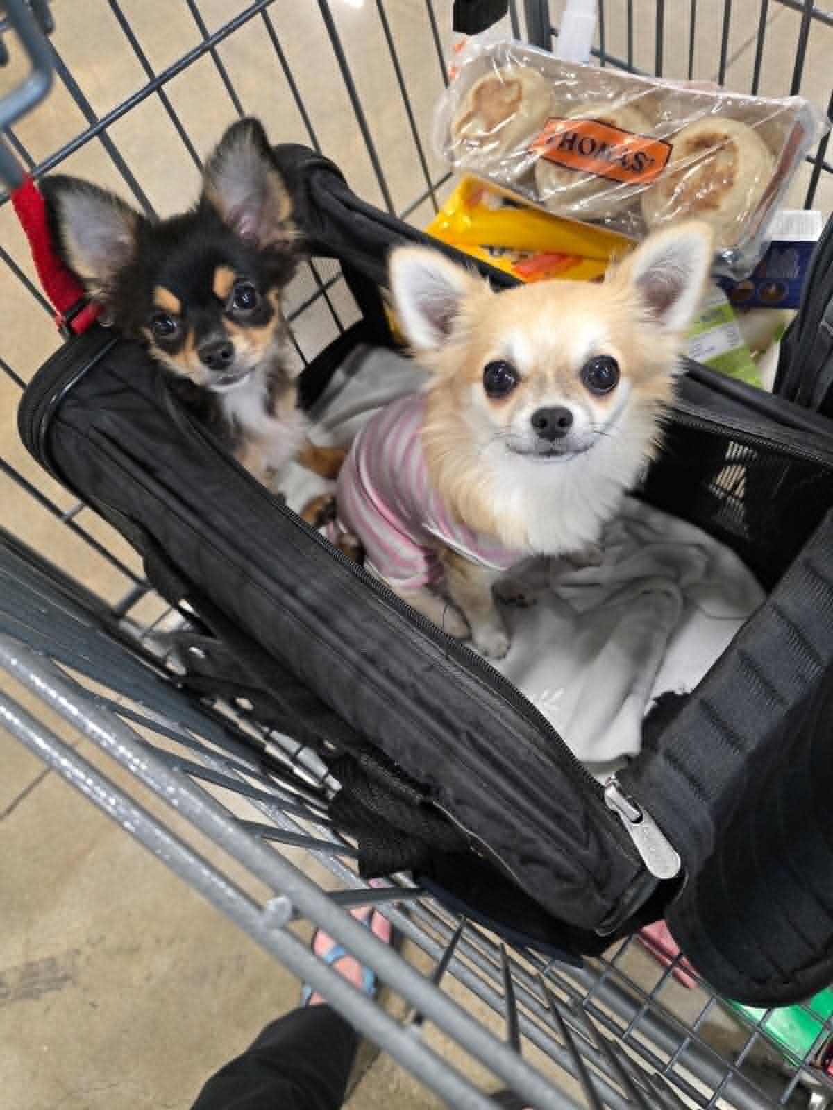 Happy long coat Chihuahua puppy in new home