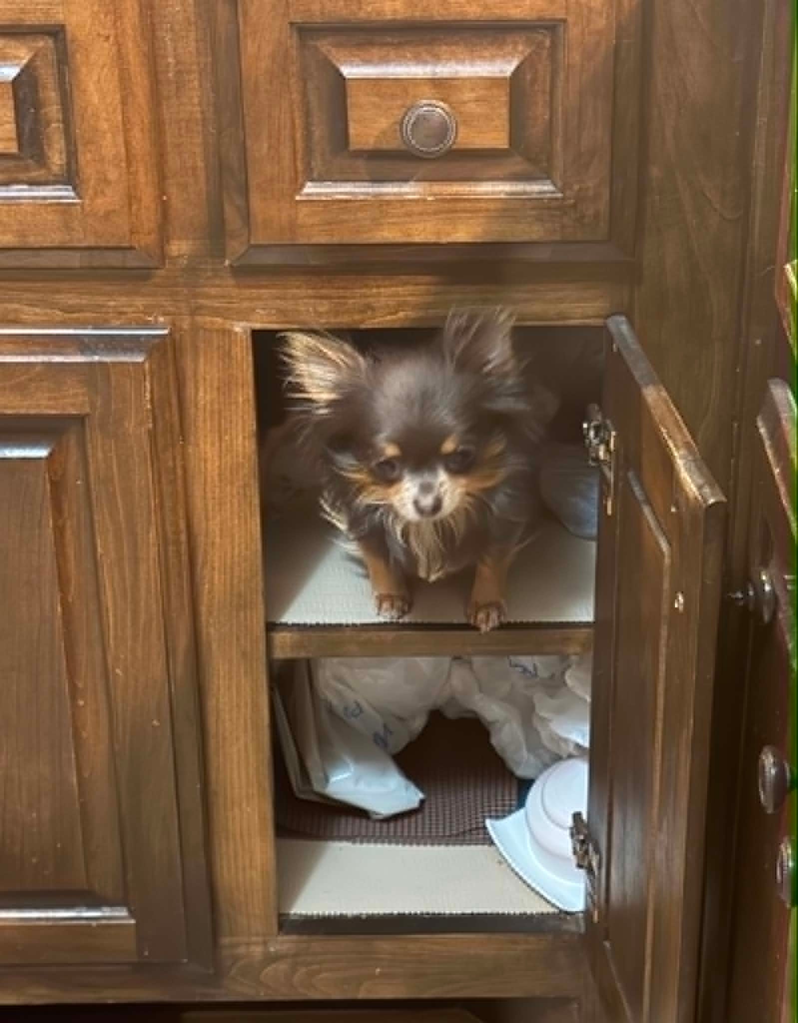 Chihuahua puppy raised with love by Hart & Callie