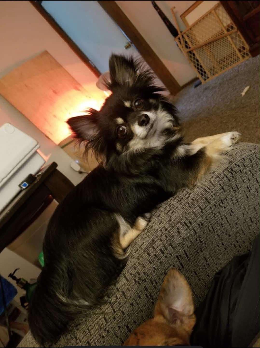Chihuahua puppy placed in forever home from Oklahoma