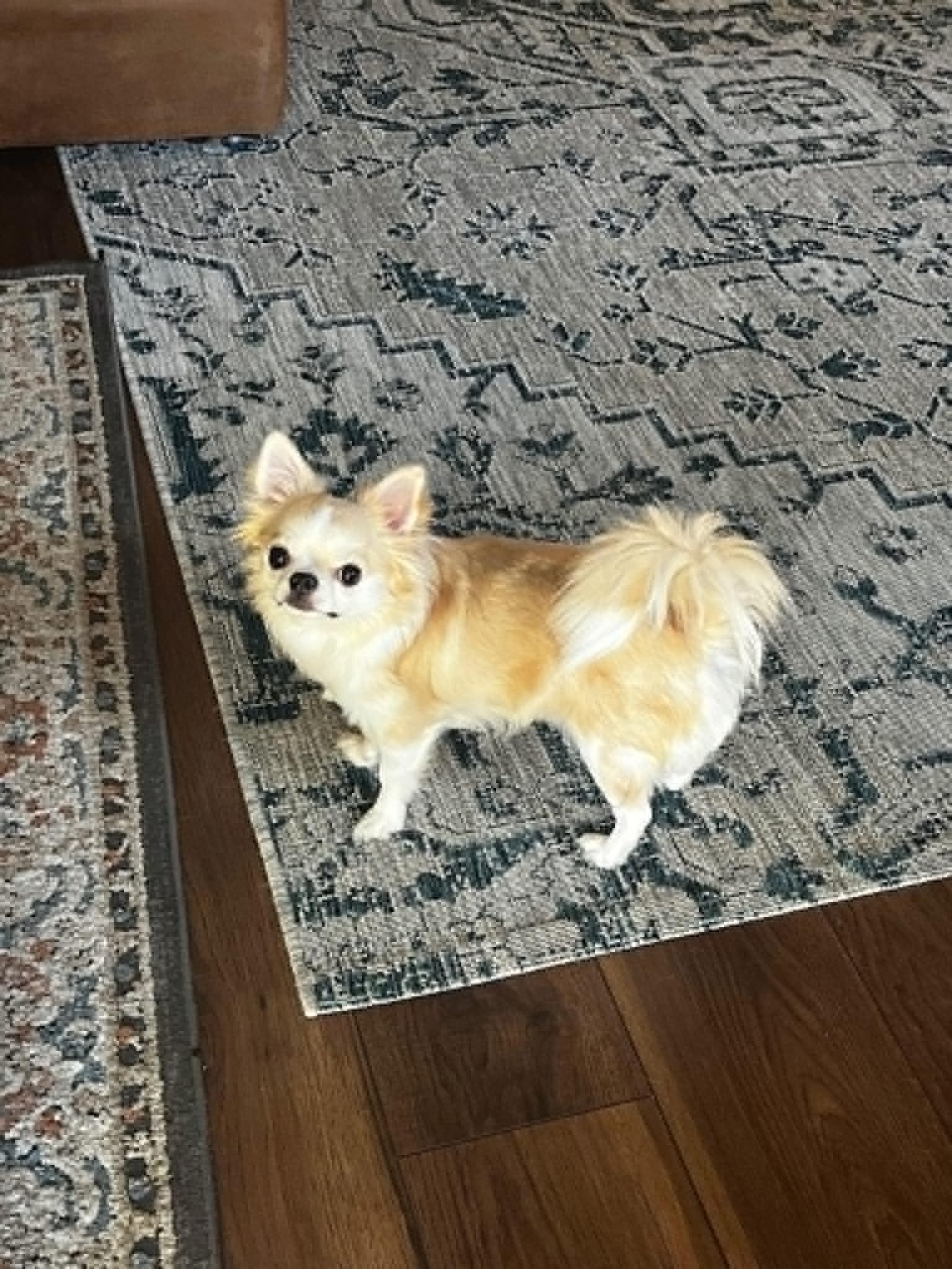 Adorable Chihuahua puppy raised in Tulsa Oklahoma