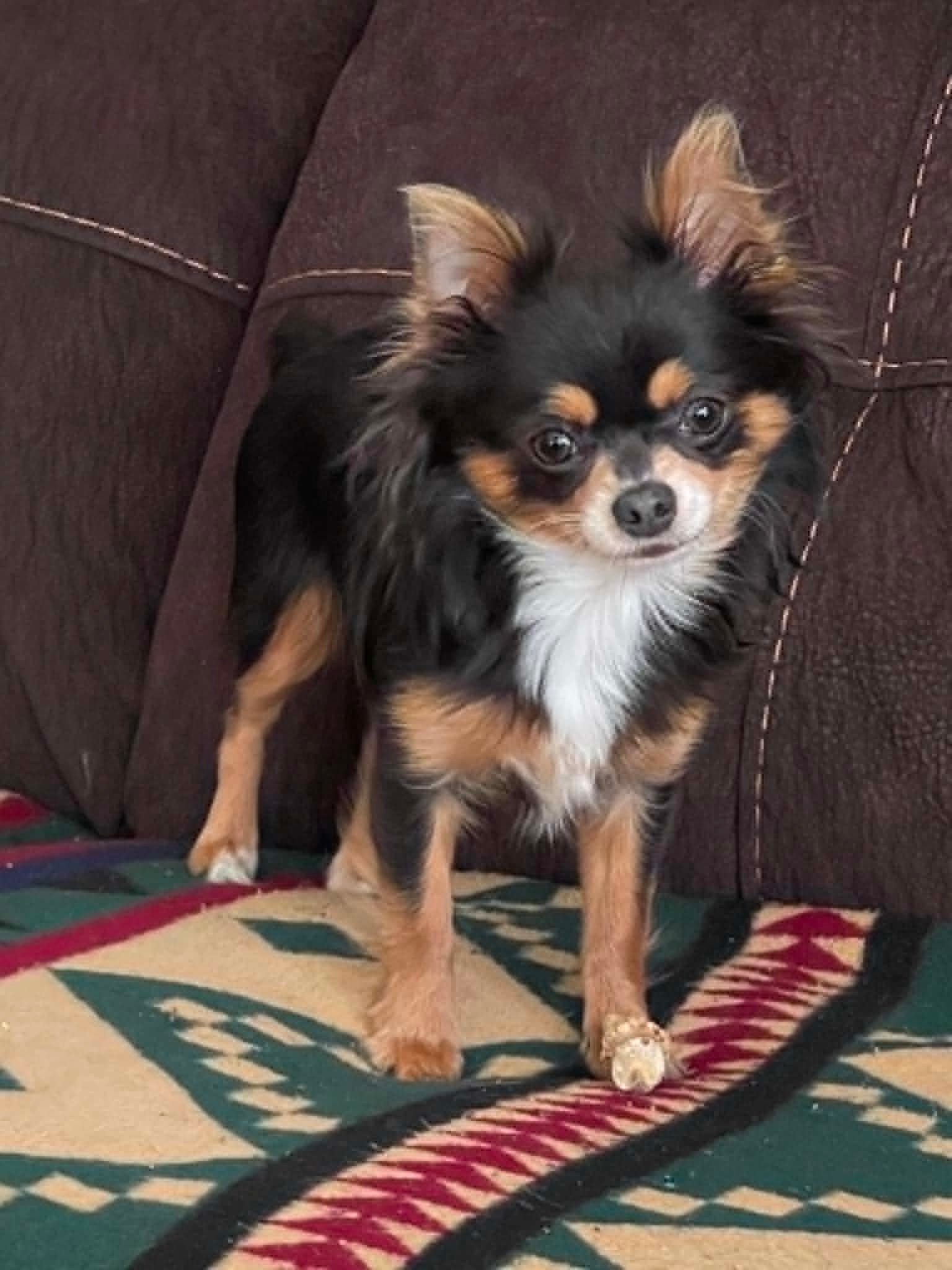 Long coat Chihuahua pup placed by Hart's & Callie's