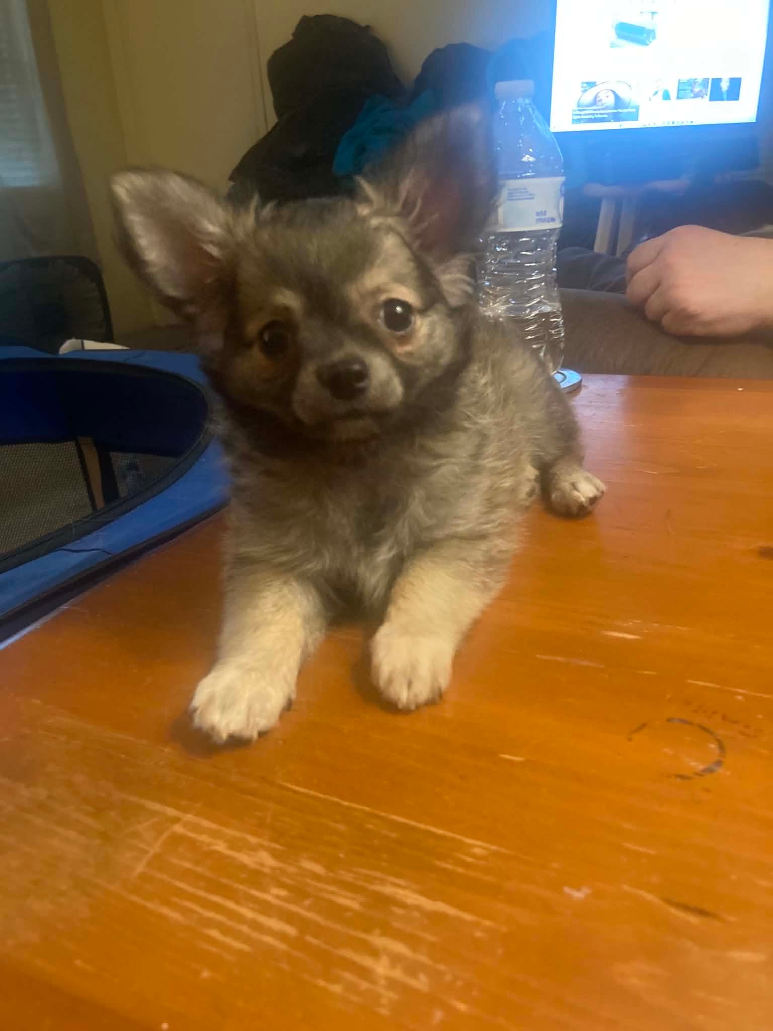 Chihuahua puppy from our Oklahoma breeding program