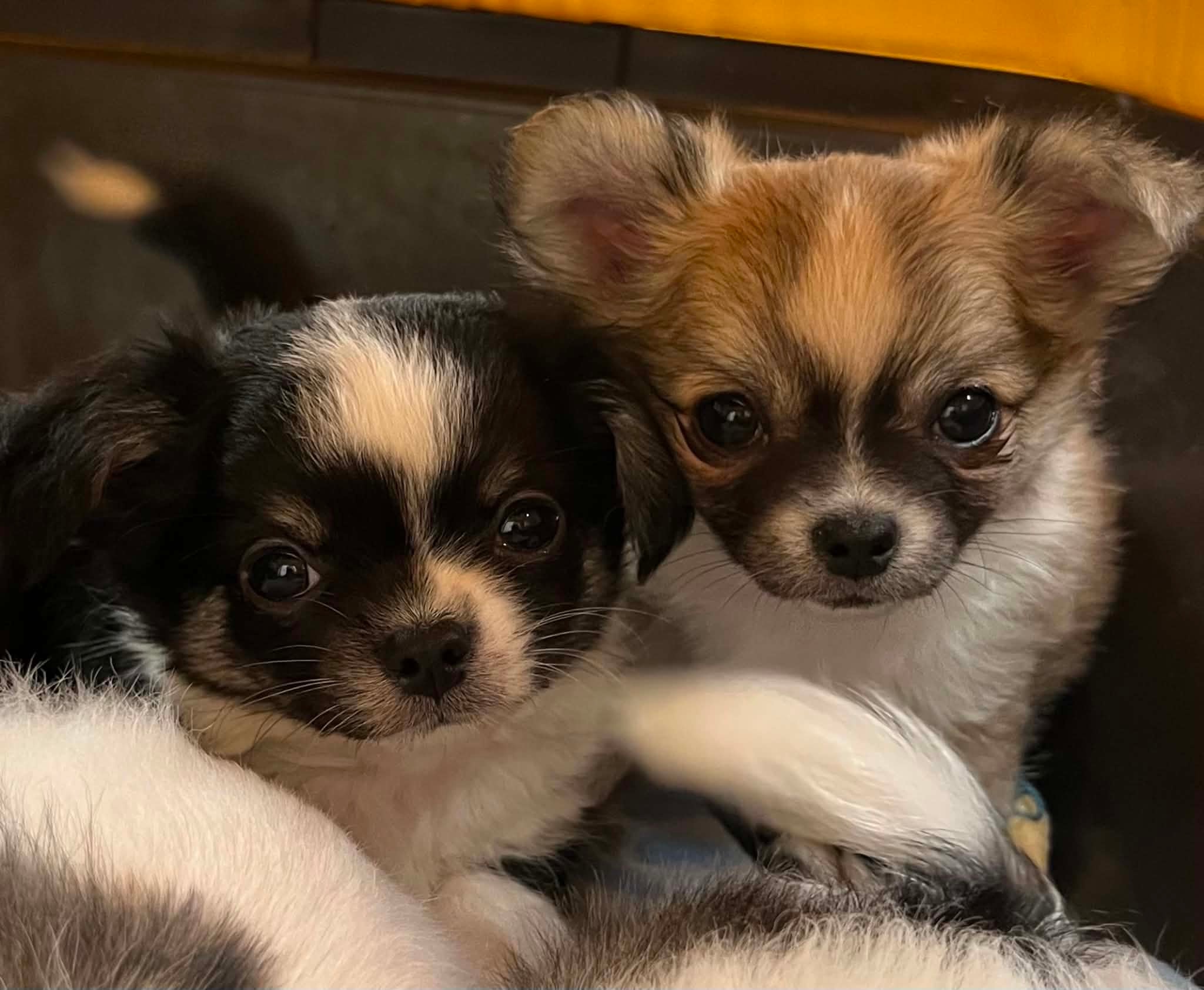 Happy Chihuahua puppy in their new home