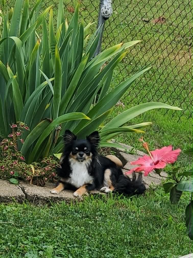 Long coat Chihuahua from Hart's & Callie's Tecumseh Oklahoma