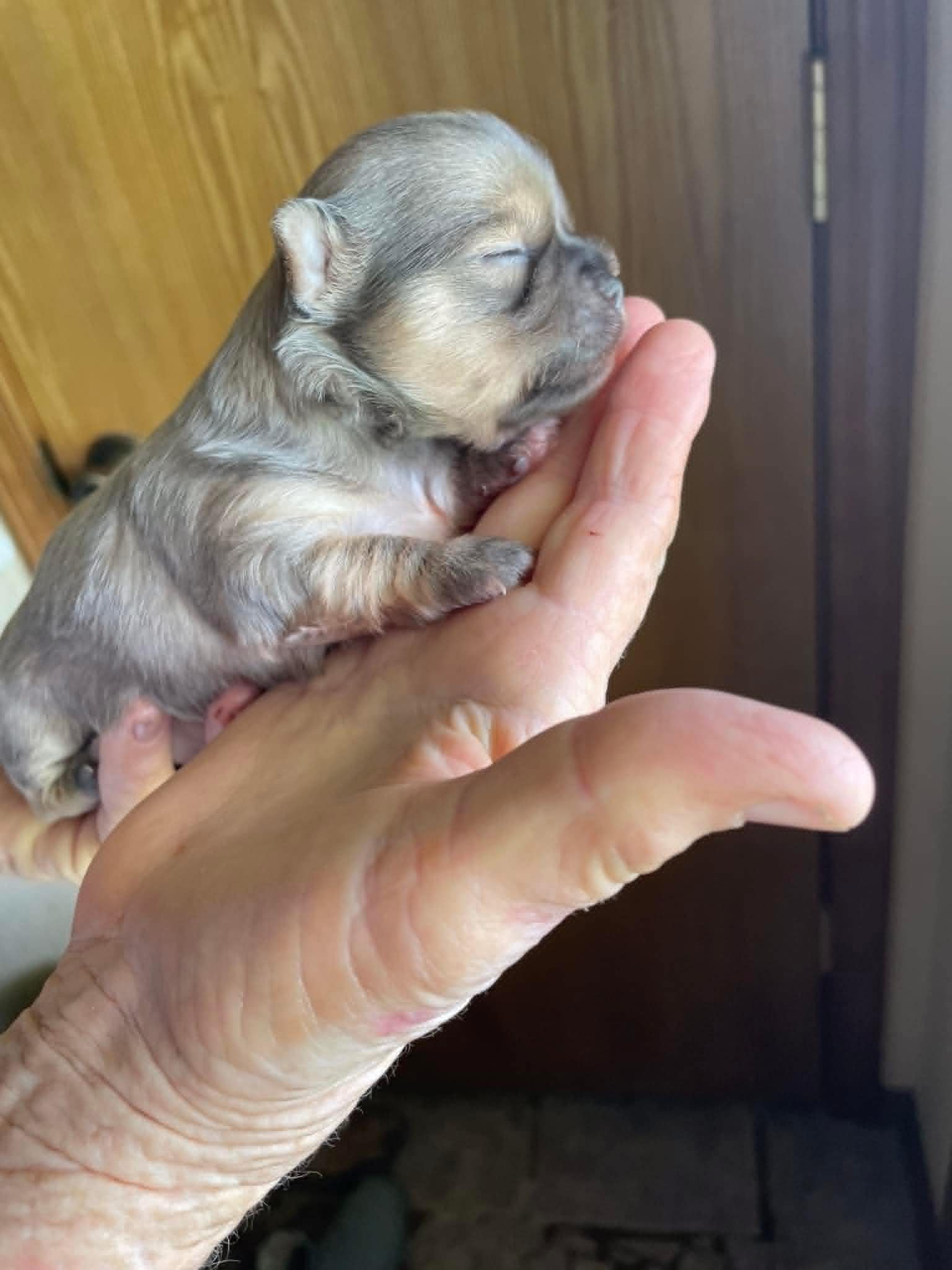 Tiny Chihuahua puppy raised with love in Oklahoma