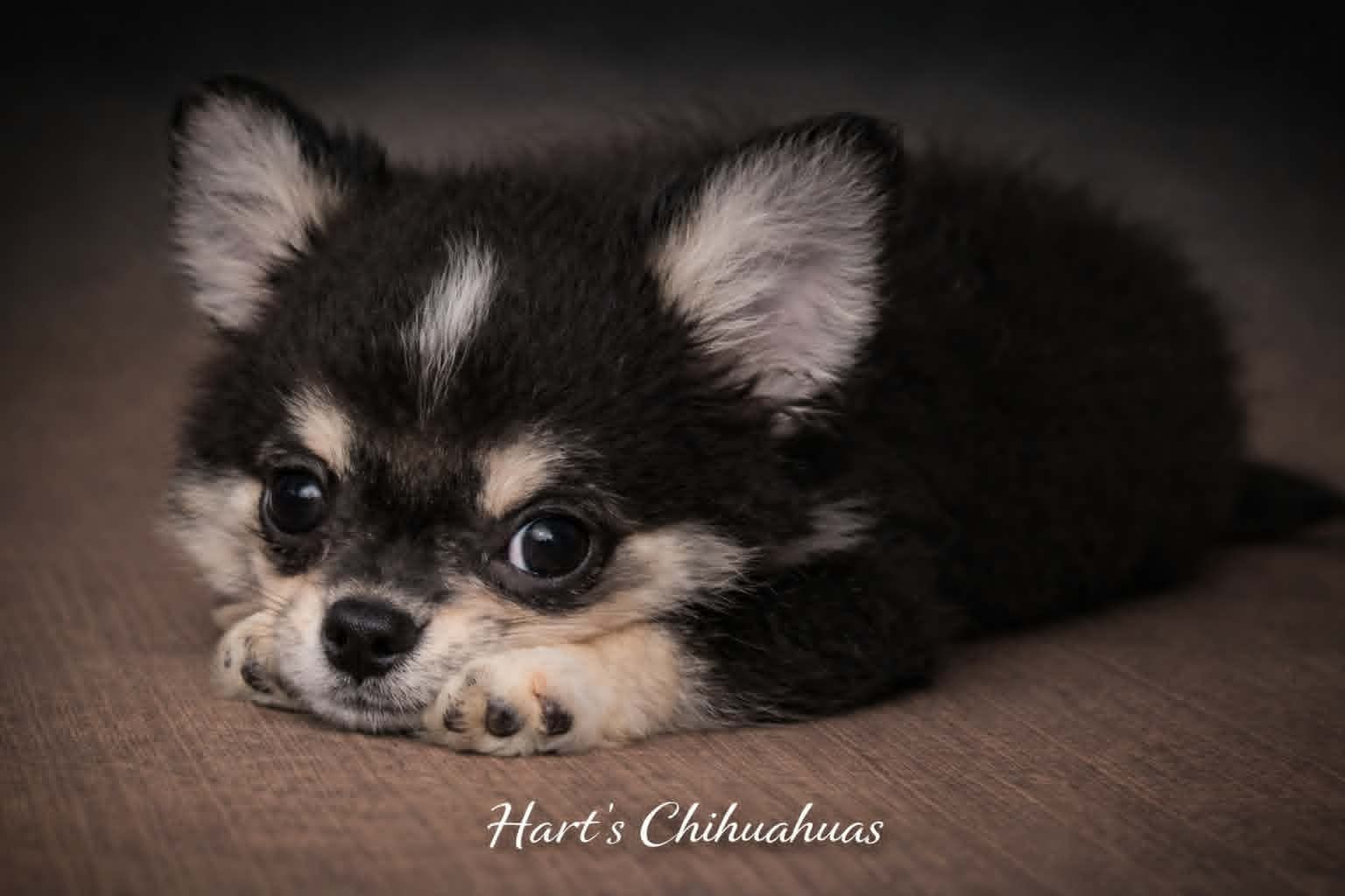 Chihuahua puppy from Hart's & Callie's breeding program