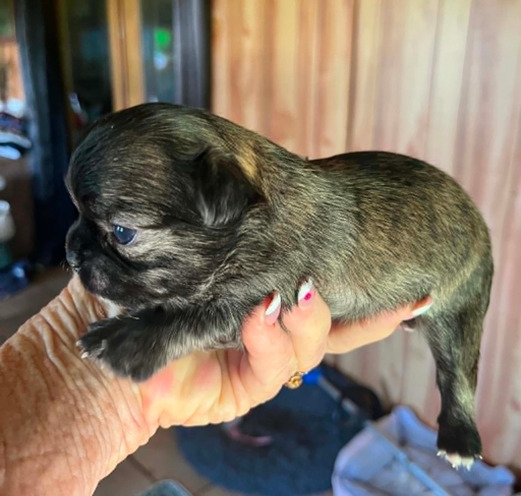 Stripes — Brindle Chihuahua puppy