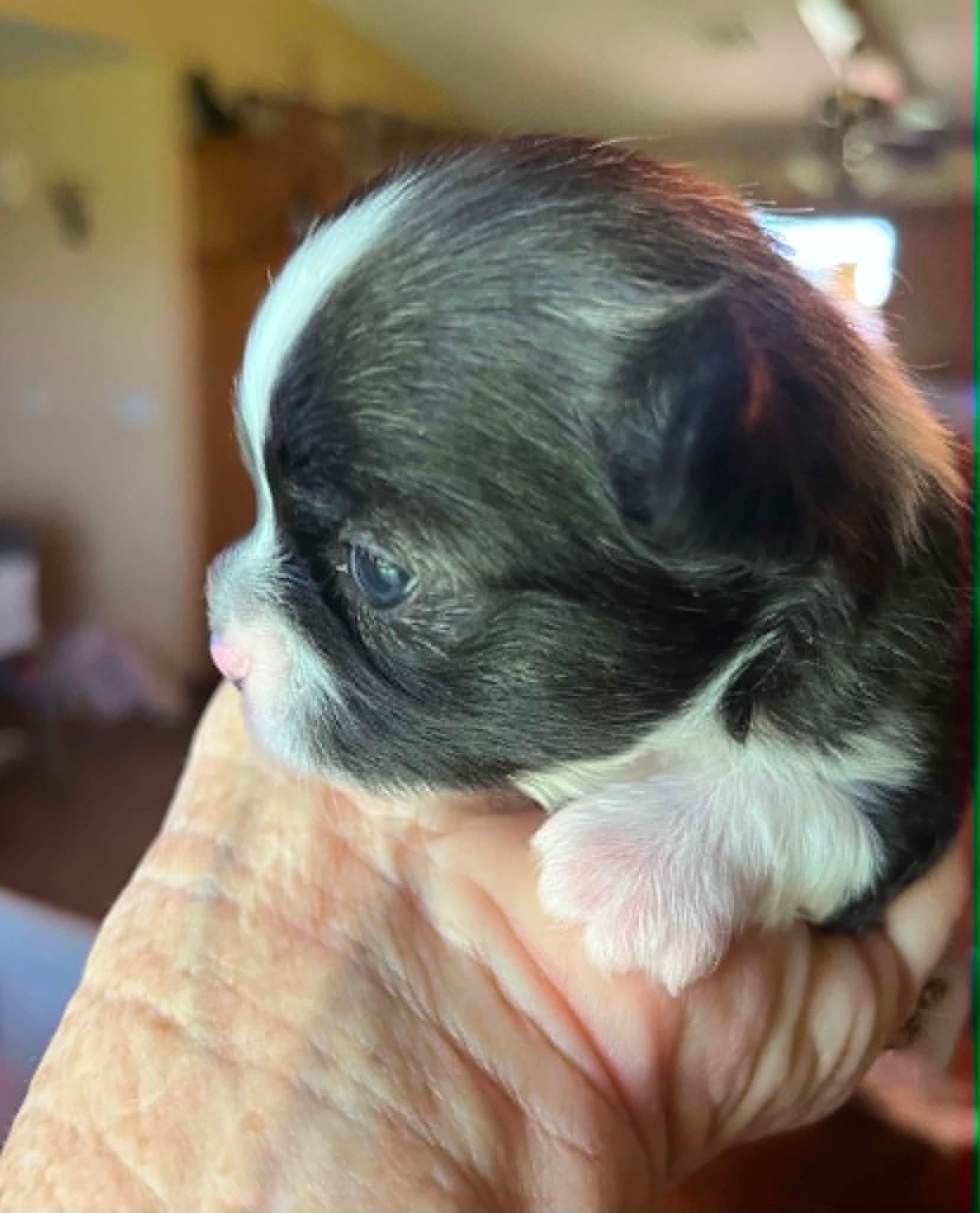 Sparky — Black w/white Irish Markings Chihuahua puppy