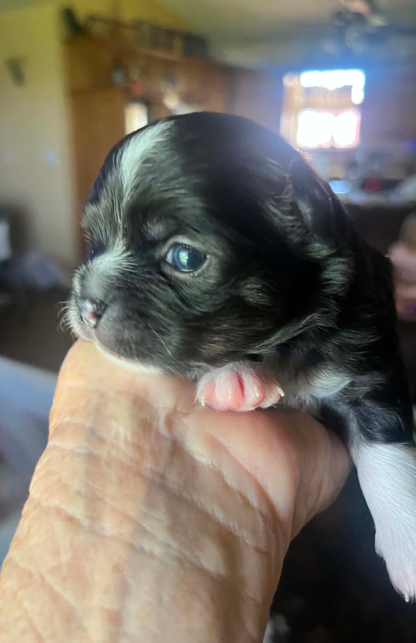 Stars — Irish marked Chihuahua puppy