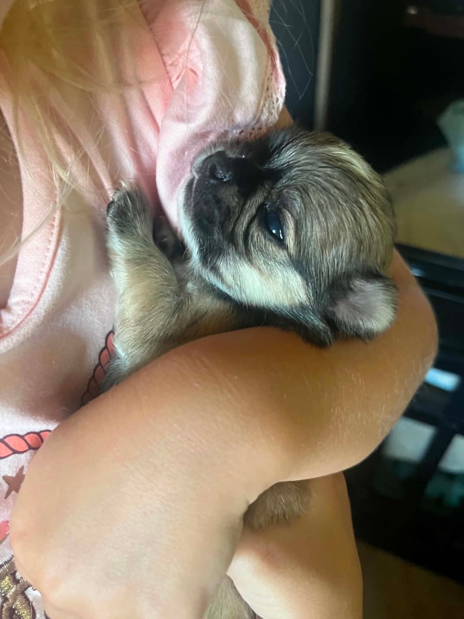 Rocket — Husky marked Chihuahua puppy
