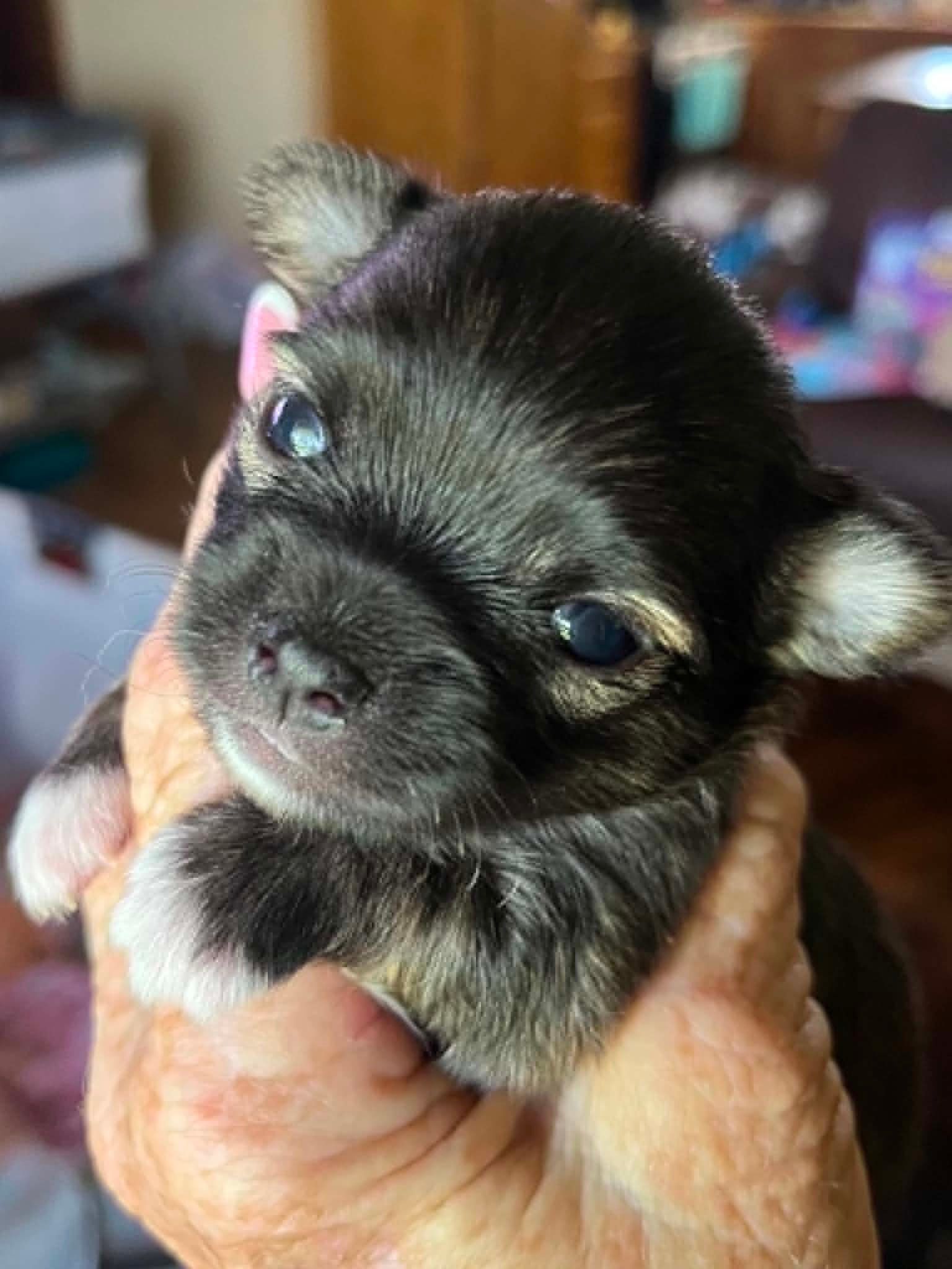 Flag — Brindle Chihuahua puppy